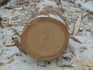 Срез дерева